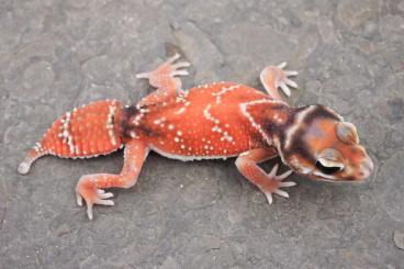 Geckos kaufen und verkaufen Photo: Nephrurus levis levis STRIPED PAIR