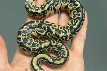 Pythons kaufen und verkaufen Foto: Free delivery For Hamm 09.09.23 