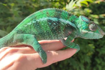 Chamäleons kaufen und verkaufen Foto: Chameleon FURCIFER PARDALIS AMBANJA 