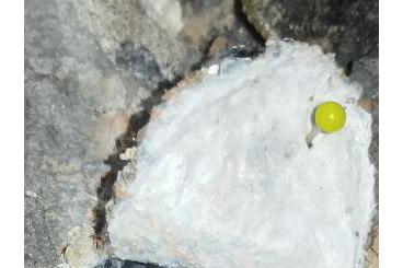 - bird spiders kaufen und verkaufen Photo: Typhochlaena Seladonias DNZ 2025 Vogelspinne