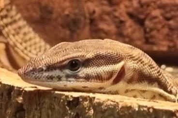 Echsen  kaufen und verkaufen Foto: Varanus acanthurus 0.0.1