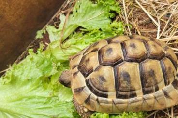 Landschildkröten kaufen und verkaufen Foto: Griechische Landschildkröte 