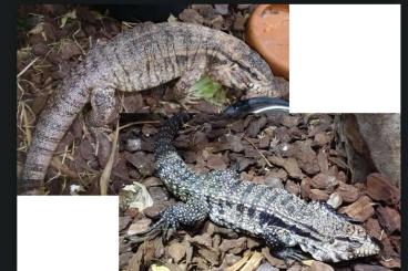 Lizards kaufen und verkaufen Photo: Teju Tegu 1.1 HW Salvator merianae + HW Salvator rufescens Lizards kaufen und verkaufen Photo: Teju Tegu 1.1 HW Salvator merianae + HW Salvator rufescens