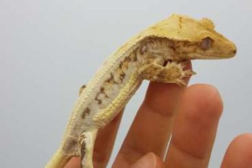 Geckos kaufen und verkaufen Photo: Lilly white high expression & Extrime tricolor males