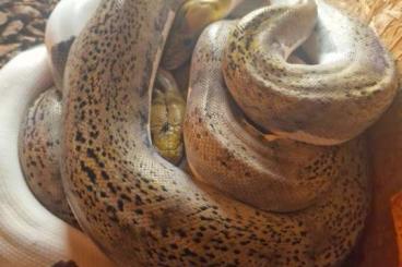 Schlangen kaufen und verkaufen Foto: 1.1 Netzpython python reticulatus 