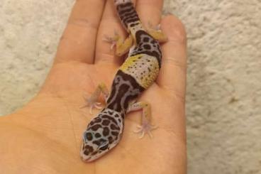 Lizards kaufen und verkaufen Photo: Reptiles   Hamm 9.12.2023