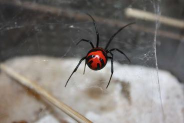 Spiders and Scorpions kaufen und verkaufen Photo: Latrodectus sling for sale Spiders and Scorpions kaufen und verkaufen Photo: Latrodectus sling for sale