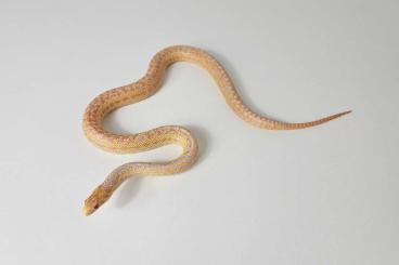 Schlangen kaufen und verkaufen Foto: 1,1 Pituophis c. annectens Albino