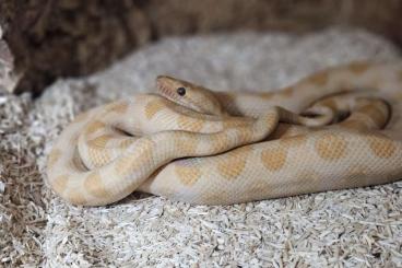 Boas kaufen und verkaufen Photo: 0,1 Epicrates cenchria cenchria Caramel NZ23