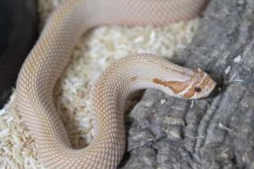 Colubrids kaufen und verkaufen Photo: Hakennasennatter Heterodon nasicus Colubrids kaufen und verkaufen Photo: Hakennasennatter Heterodon nasicus