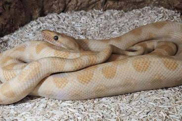 Boas kaufen und verkaufen Photo: 0,1 Epicrates cenchria cenchria Caramel NZ23 Boas kaufen und verkaufen Photo: 0,1 Epicrates cenchria cenchria Caramel NZ23