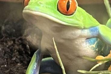 frogs kaufen und verkaufen Photo: SUCHE - Agalychnis callidryas