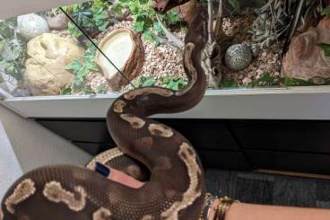 Königspythons kaufen und verkaufen Foto: Männlicher Ghi Mojave incl Forex-Terrarium abzugeben