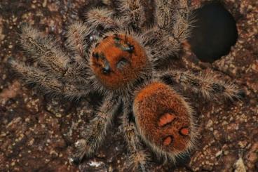 Spinnen und Skorpione kaufen und verkaufen Foto: Phidippus regius Everglades 