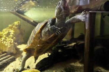 Sumpfschildkröten kaufen und verkaufen Foto: Chinesische Dreikielschildkröte