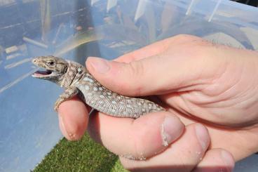 other lizards kaufen und verkaufen Photo: Gruppe Timon kurdistanicus cb 2024