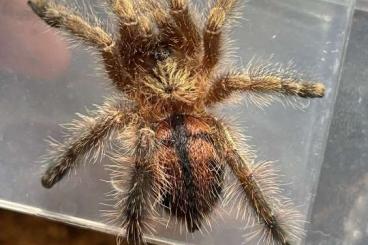 Spinnen und Skorpione kaufen und verkaufen Foto: For sale Avicularia and more