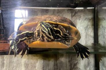 Schildkröten  kaufen und verkaufen Foto: Floridarotbauchschildkröte 