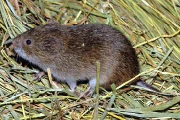 Exotische Säuger kaufen und verkaufen Foto: Searching for Microtus fortis