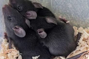 Exotische Säuger kaufen und verkaufen Foto: Various Rodent Species - jirds, gerbils, voles, rats, mice, Exotische Säuger kaufen und verkaufen Foto: Various Rodent Species - jirds, gerbils, voles, rats, mice,