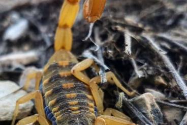 Scorpions kaufen und verkaufen Photo: Suche centruroides vittatus