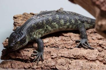 Lizards kaufen und verkaufen Photo: 0.0.1 corucia zebrata nc 2024 Lizards kaufen und verkaufen Photo: 0.0.1 corucia zebrata nc 2024