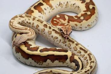 Pythons kaufen und verkaufen Photo: Python brongersmai special Pythons kaufen und verkaufen Photo: Python brongersmai special