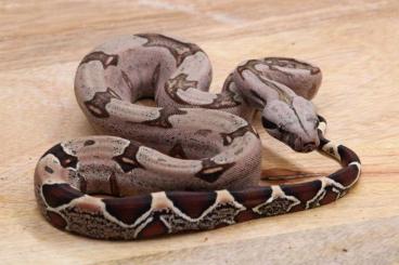 Boas kaufen und verkaufen Foto: 0.1 boa constricteur surinam 