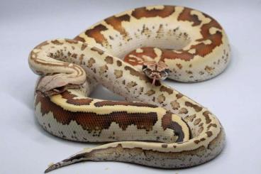 Pythons kaufen und verkaufen Foto: 1.0 python brongersmai special Pythons kaufen und verkaufen Foto: 1.0 python brongersmai special