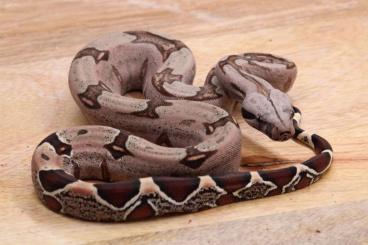 Boas kaufen und verkaufen Foto: 0.1 boa surinam very pink . Boas kaufen und verkaufen Foto: 0.1 boa surinam very pink .