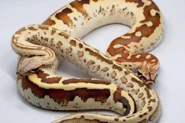 Pythons kaufen und verkaufen Photo: 1.0 python brongersmai special Pythons kaufen und verkaufen Photo: 1.0 python brongersmai special
