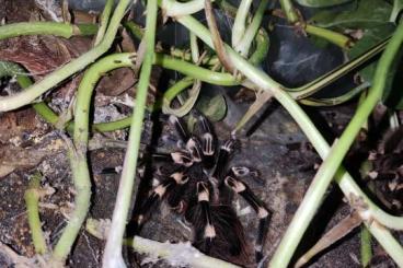 - bird spiders kaufen und verkaufen Photo: Acanthoscurria geniculata 0.1 ca.5 Jahre 