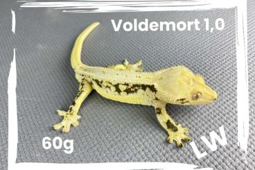 Geckos kaufen und verkaufen Photo: Kronengeko - Crested gecko >> breeding closing