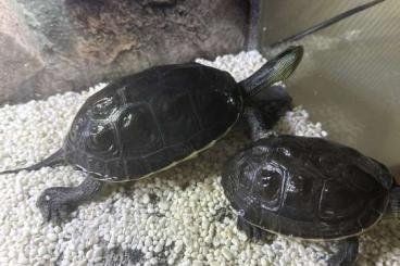 Schildkröten  kaufen und verkaufen Foto: Chinesische Streifenschildkröten abzugeben 