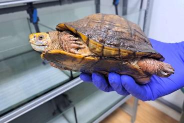 Schildkröten  kaufen und verkaufen Foto: rare turtles for Houten or Hamm