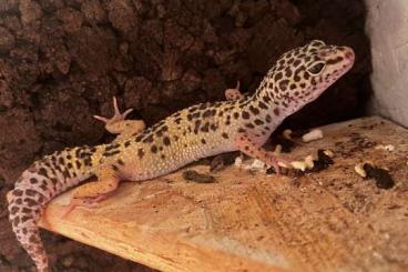 Geckos kaufen und verkaufen Foto: Leopardgecko Weibchen sucht ein neues tolles Zuhause 