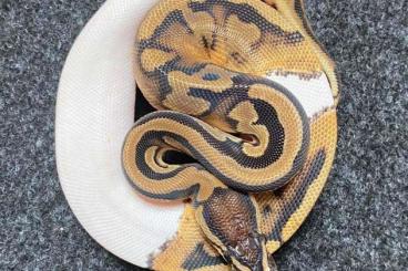 Schlangen kaufen und verkaufen Foto: Boa Constrictor u Königspython 