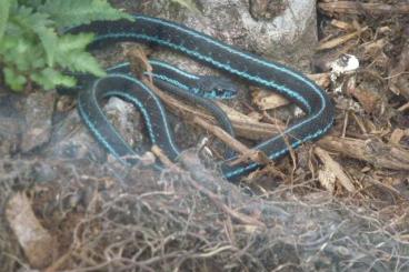 Nattern ungiftige  kaufen und verkaufen Foto: 1,0 Thamnophis s. pickeringii (adult) im Tausch gegen 0,1 jeden Alters