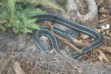 Nattern ungiftige  kaufen und verkaufen Foto: 1,0 Thamnophis s. pickeringii (adult) im Tausch gegen 0,1 jeden Alters