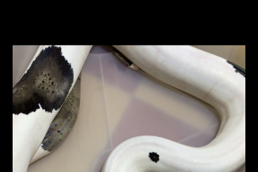 Pythons kaufen und verkaufen Foto: Python reticulatus 4 females and male