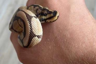 Ball Pythons kaufen und verkaufen Photo: Königspyhton inklusive Terrarium 