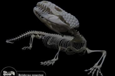 Echsen  kaufen und verkaufen Foto: Looking for deceased animals for skeleton preparation 