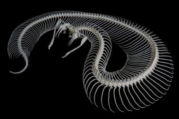 Schlangen kaufen und verkaufen Foto:  frozen snakes  for skeleton work