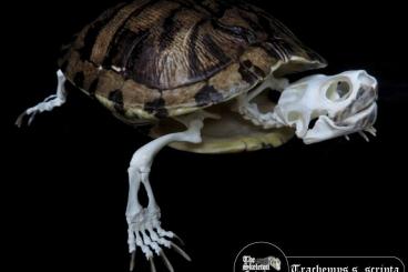 Schildkröten  kaufen und verkaufen Foto: Skeleton preparation in search of specimens