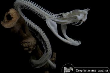 Schlangen kaufen und verkaufen Foto: Looking for deceased animals for skeleton preparation 