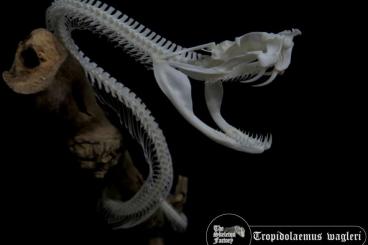 Snakes kaufen und verkaufen Photo: Looking for deceased animals for skeleton preparation 