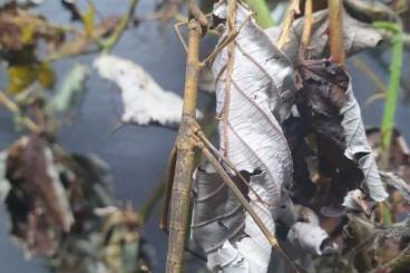 Insekten kaufen und verkaufen Foto: Verkaufe Pferdekopfschrecken(Pseudoproscopia latirostris) Insekten kaufen und verkaufen Foto: Verkaufe Pferdekopfschrecken(Pseudoproscopia latirostris)