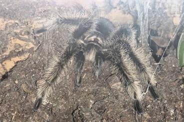 Vogelspinnen kaufen und verkaufen Foto: 1.0 Tliltocatl albopilosus "Nicaragua"