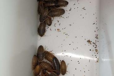 Feeder animals kaufen und verkaufen Photo: Argentinische Waldschaben
