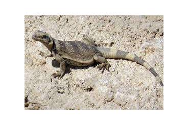 Lizards kaufen und verkaufen Photo: Chuckwalla (Sauromalus Ater)